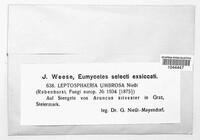 Leptosphaeria umbrosa image